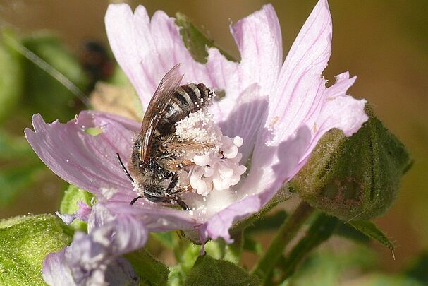 Malvenbiene Weibchen